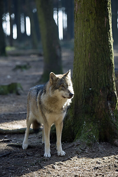 Wolf