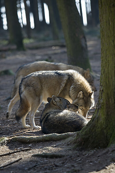 Wolf