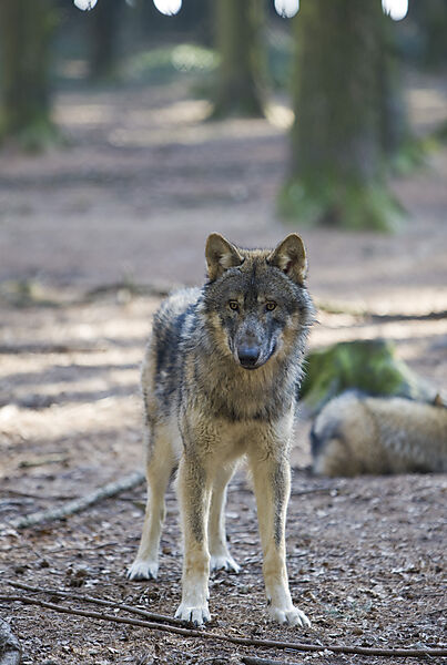 Wolf