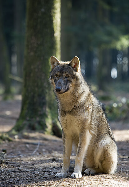 Wolf