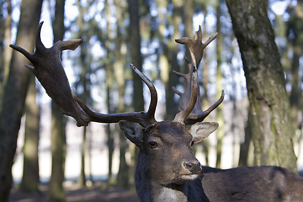 Damhirsch