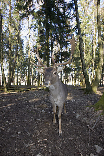 Damhirsch