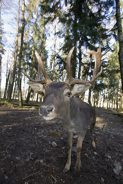 Damhirsch