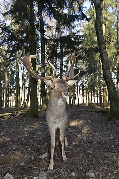 Damhirsch