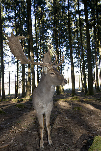 Damhirsch