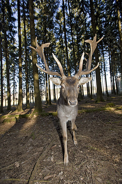 Damhirsch