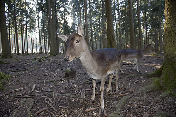 Damhirsche