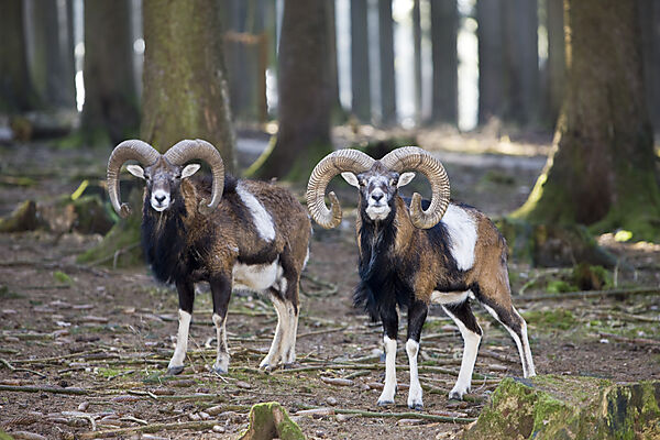 Mufflon