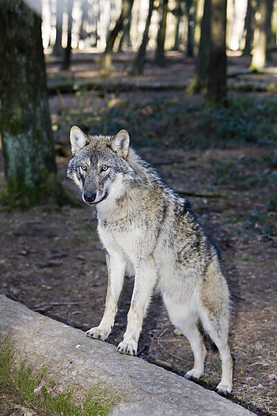 Wolf
