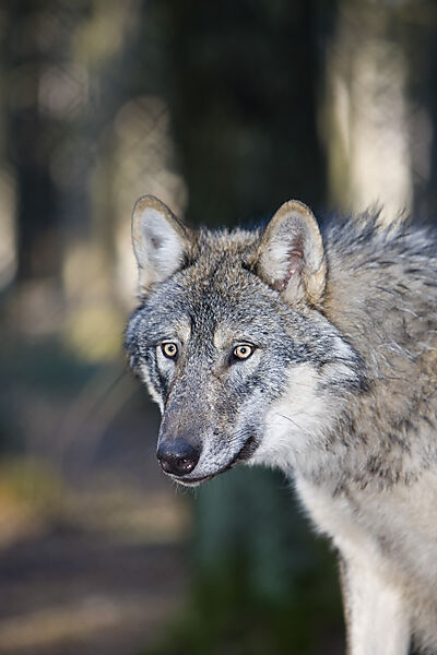 Wolf