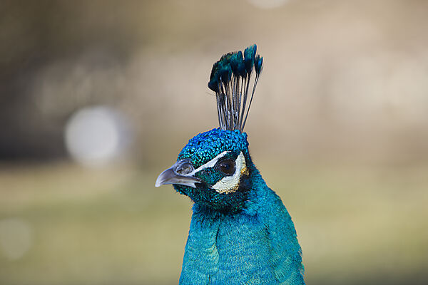 Peacock