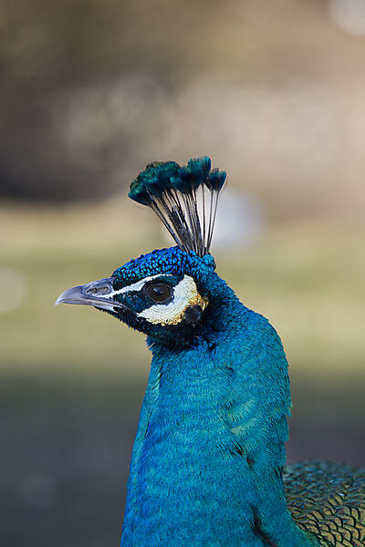 Pfau