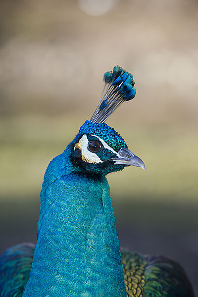 Pfau