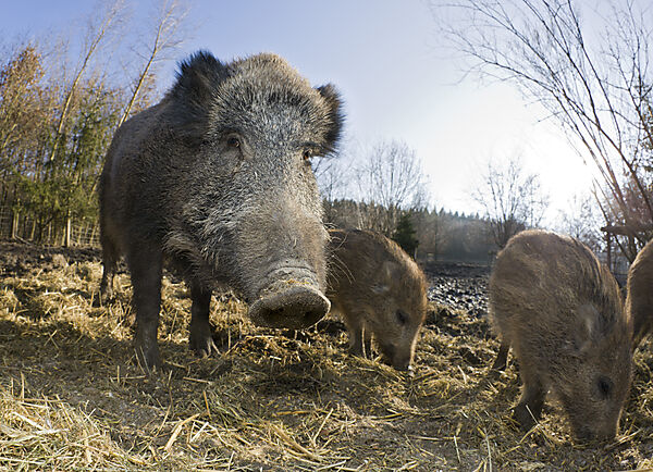Wildschwein