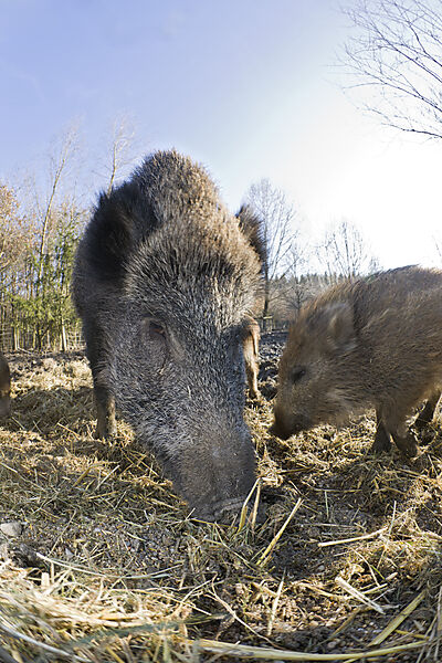 Wildschwein