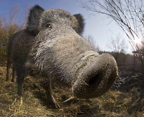 Wild boar