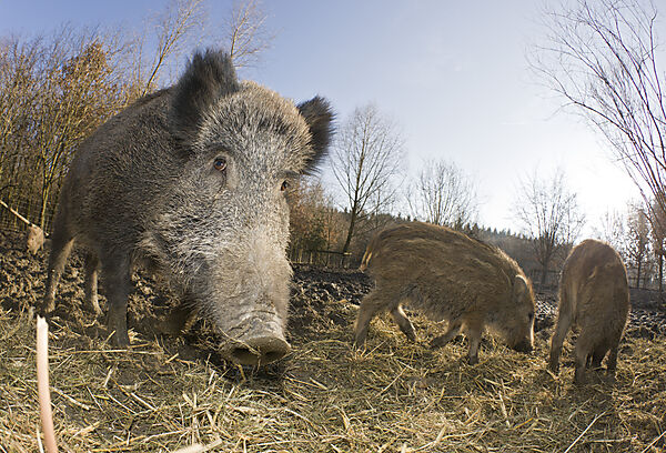 Wild boar