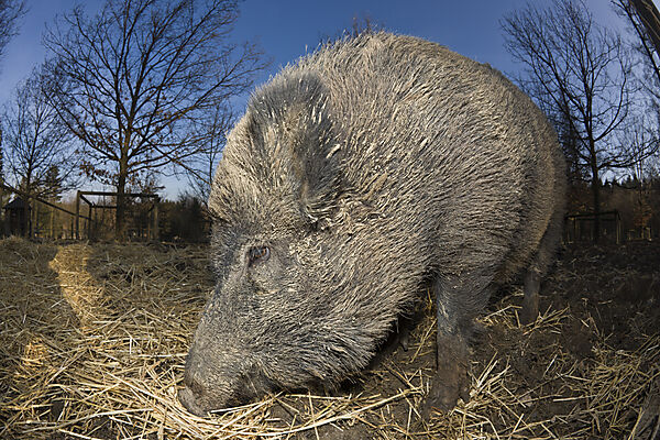 Wild boar