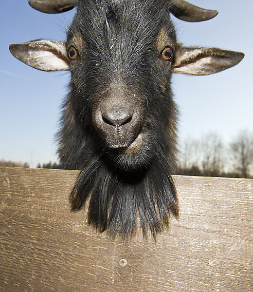 Domestic goat portrait