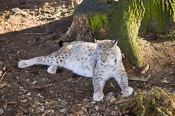 Lynx