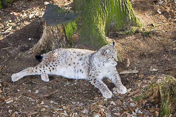 Lynx