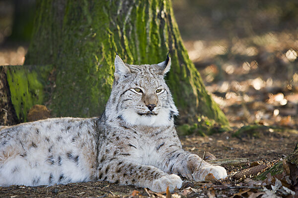 Lynx