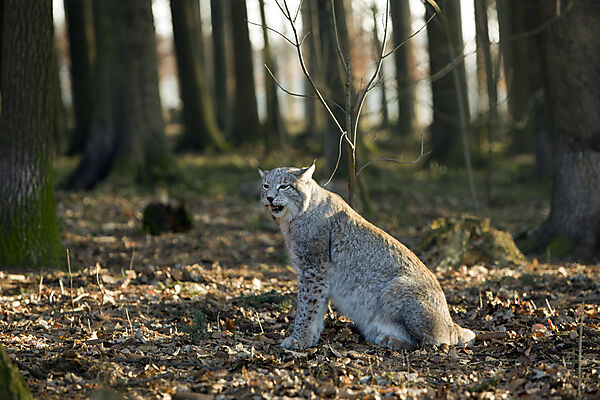 Lynx