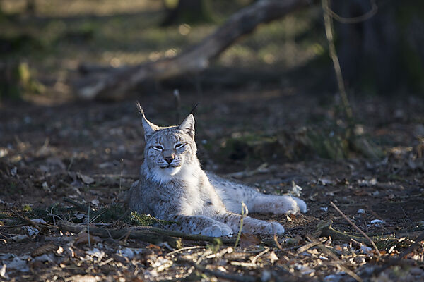 Lynx