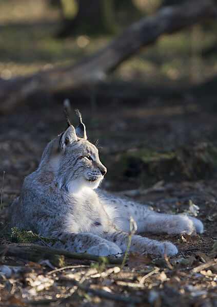 Lynx