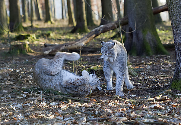 Lynx