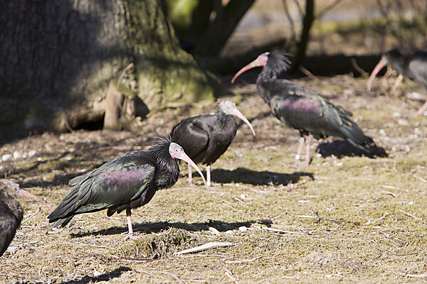 Waldrapp, Klausrapp