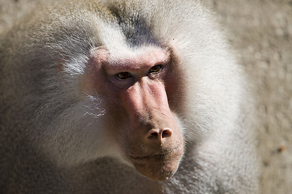 Hamadryas baboon, male