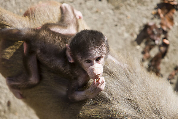 Hamadryas baboon, youngs