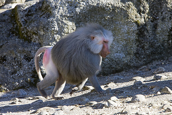 Hamadryas baboon, male