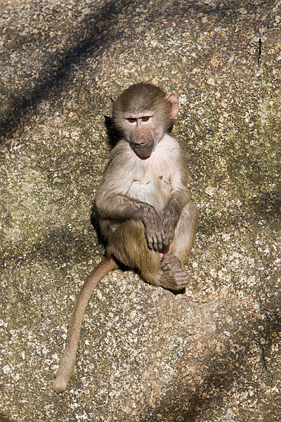 Hamadryas baboon, youngs