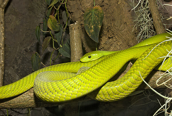 Gewoehnliche Mamba