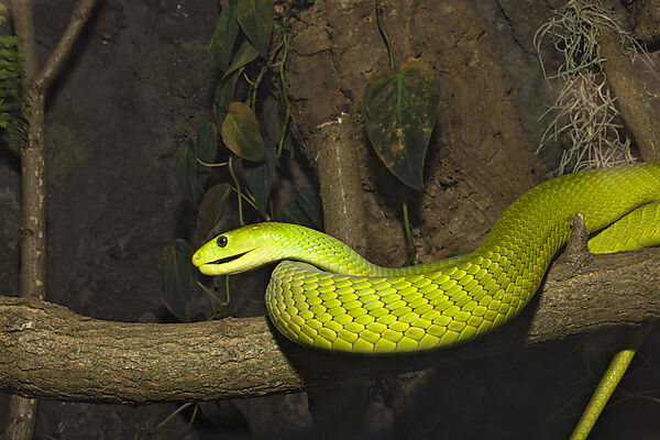 Gewoehnliche Mamba