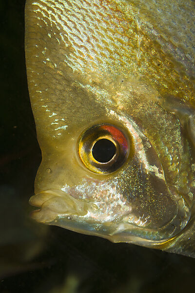 Freshwater angelfish