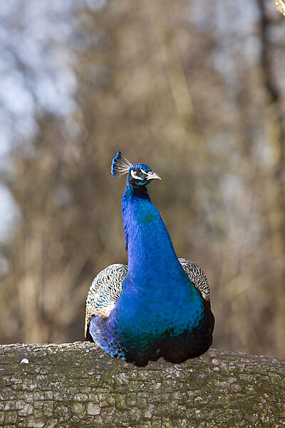 Pfau