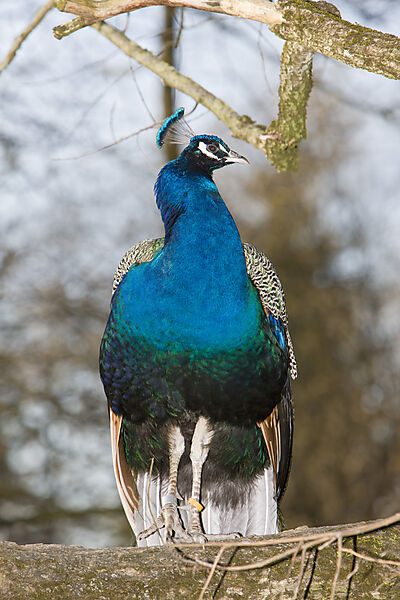 Pfau