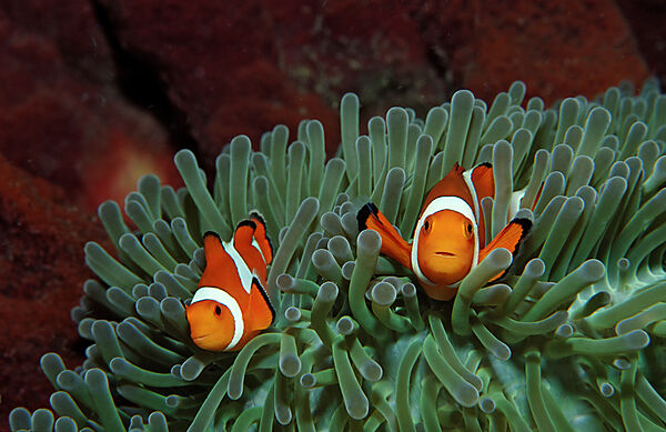 Two Clown anemonefishes