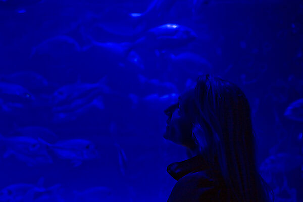 Sea Life Aquarium