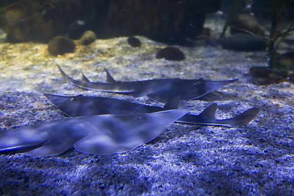 Gitarrenrochen, Sea Life Aquarium