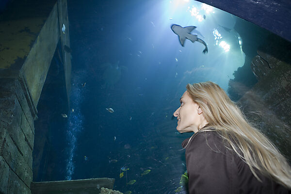 Sea Life Aquarium