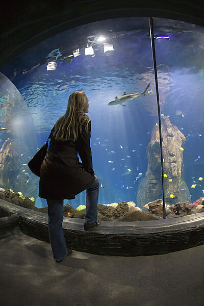Sea Life Aquarium