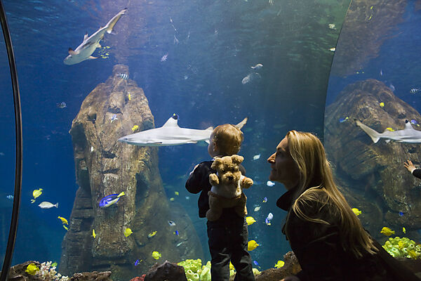 Sea Life Aquarium