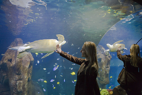 Sea Life Aquarium