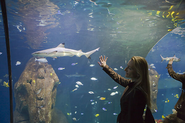 Sea Life Aquarium