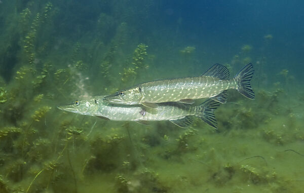 Hechte in Weiher