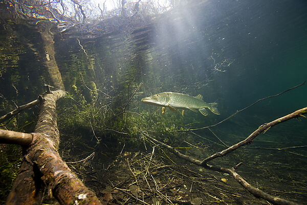 Hecht in Weiher